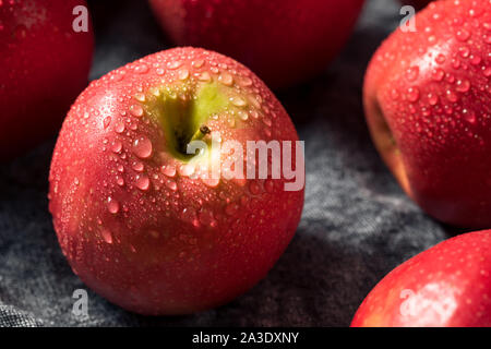 Raw rot Organic PInk Lady Äpfel bereit zu Essen Stockfoto
