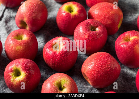 Raw rot Organic PInk Lady Äpfel bereit zu Essen Stockfoto