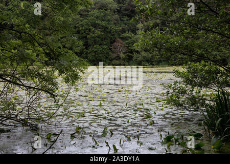 Lilly Pads und grünen Algen auf einem See Stockfoto