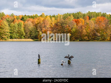 Zwei Kormorane auf Holz-pilings, einer Kormoran in der Liebe mit Flügel, wunderbare Herbst Landschaft mit leuchtend grün, gelb und orange Laub Stockfoto