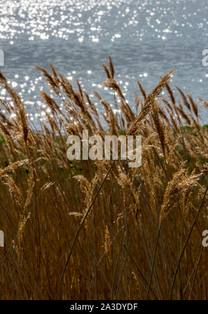 Eine hinterleuchtete reedbed am Ufer mit Schilf und Gräser mit Wasser im Hintergrund auf er Insel Wight. Stockfoto