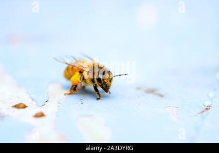 Honig Bienen sammeln Pollen für Ihre Bienenkorb. Stockfoto