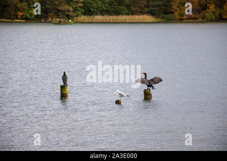 Zwei Kormorane auf Holz-pilings, einer Kormoran in der Liebe mit Flügel, wunderbare Herbst Landschaft mit leuchtend grün, gelb und orange Laub Stockfoto