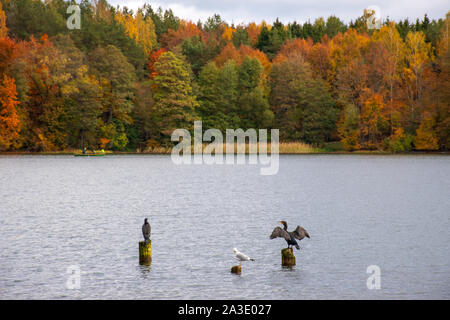 Zwei Kormorane auf Holz-pilings, einer Kormoran in der Liebe mit Flügel, wunderbare Herbst Landschaft mit leuchtend grün, gelb und orange Laub Stockfoto