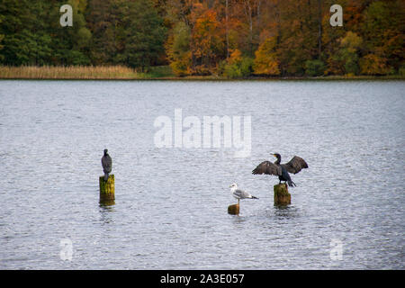 Zwei Kormorane auf Holz-pilings, einer Kormoran in der Liebe mit Flügel, wunderbare Herbst Landschaft mit leuchtend grün, gelb und orange Laub Stockfoto