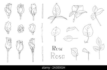Vector Illustration. Großer Satz von Hand gezeichnet florale Elemente auf weißem Hintergrund. Rose Blätter und Blüten. Clip Art für romantische Design. Schreiben Stock Vektor