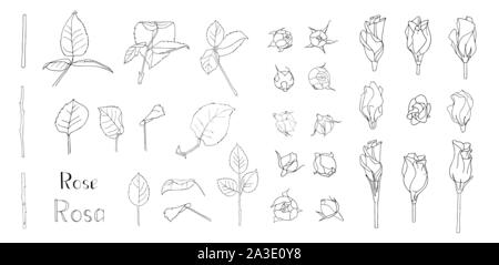 Vector Illustration. Großer Satz von Hand gezeichnet florale Elemente auf weißem Hintergrund. Rose Blätter und Blüten. Clip Art für romantische Design. Schreiben Stock Vektor