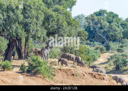 Eine Herde von afrikanischen Elefanten, Loxodonta africana, neben einem großen Baum Stockfoto