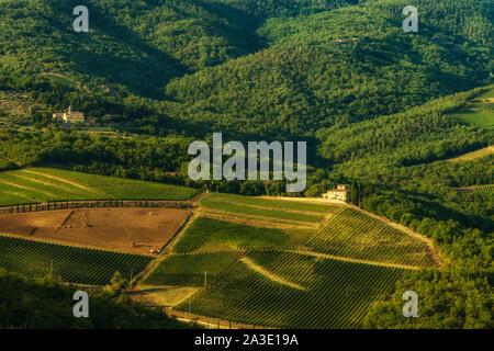 Weinberg in der Nähe von Volpaia Stadt im Chianti, in der Provinz von Siena. Toskana Landschaft. Italien Stockfoto