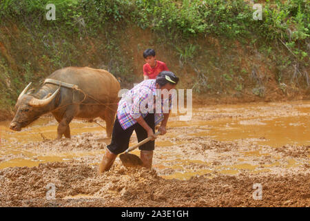 Vietnam Sa Pa Reisfeldern Menschen arbeiten auf den Garten. Ox Vorbereitung das Land 27-5-2019 Foto Jaco Klamer Stockfoto