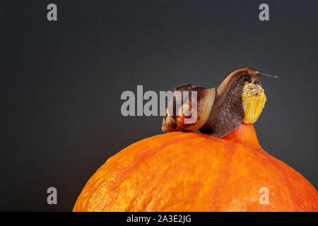 Schnecke auf dem Kürbis. Orange Kürbis und braune Schnecke auf grauem Hintergrund. Slug klettert an die Spitze eines Kürbis. Kopieren Sie Platz. Vignette. Stockfoto