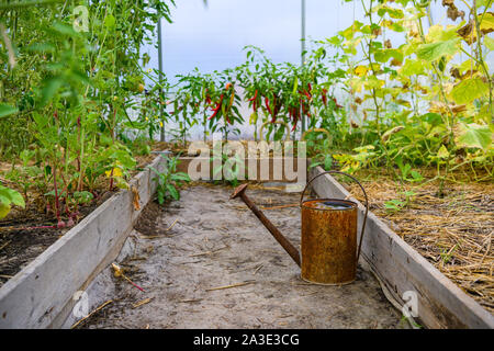 Alte, rostige Gießkanne im Gewächshaus Stockfoto