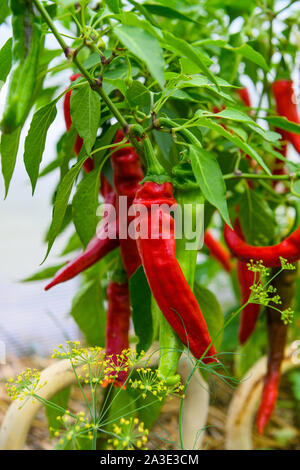 Red Hot Chili Peppers wachsen in einem Garten Stockfoto