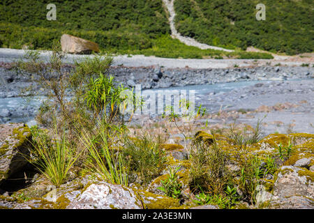 Blick auf den Fluss geschmolzenes Gletscherwasser aus Fox Glacier Stockfoto