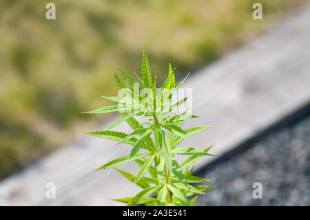 Cannabis Pflanzen im Botanischen Garten in der Nähe. Stockfoto