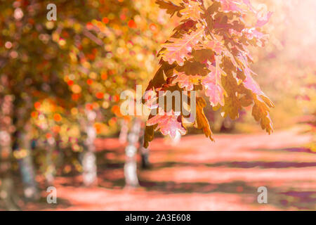 Eiche Zweig mit Herbst rote Blätter auf einem Hintergrund von White birch Trunks und bunte Blätter. Selektiver Fokus Stockfoto