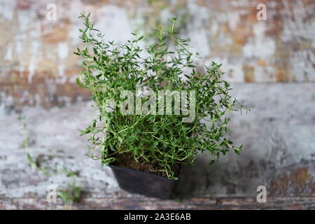 Frischer Thymian in einem Topf wachsen. Stockfoto