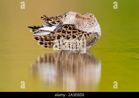 Kampfläufer (Philomachus pugnax), erwachsene Frau putzen in einem Teich Stockfoto