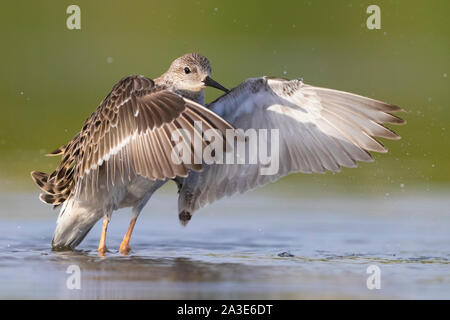 Kampfläufer (Philomachus pugnax), erwachsene Frau in der Badewanne Stockfoto