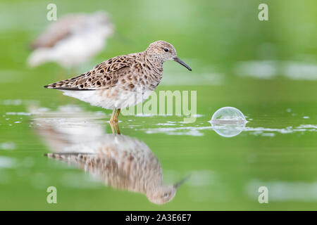 Kampfläufer (Philomachus pugnax), Seitenansicht eines erwachsenen weiblichen im Wasser Stockfoto