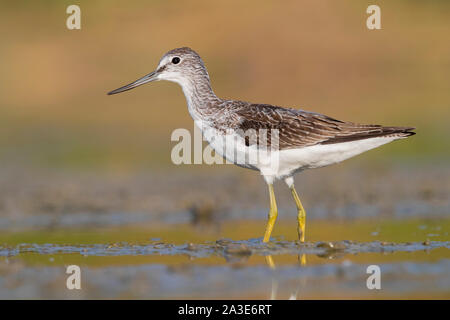 Greenshank (Tringa nebularia), Seitenansicht eines Erwachsenen im Wasser, Kampanien, Italien Stockfoto