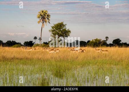 Impalas (Aepyceros melampus), Herde läuft durch hohes Gras in Sumpfgebiet, Okavango Delta, Botswana Stockfoto