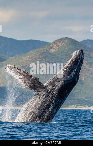Buckelwal, Megaptera novaeangliae, Erwachsener, Verletzung, Cabo Pulmo, Baja California Sur, Mexiko, Golf von Kalifornien, Meer von Cortez, Pazifischer Ozean Stockfoto