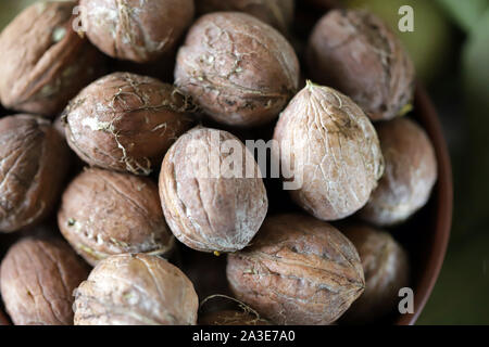 Frisch Walnüsse in eine Schüssel geben. Harvest Walnüsse. Walnüsse aus grünen Schalen geschält. Die Blätter des Walnussbaums. Stockfoto