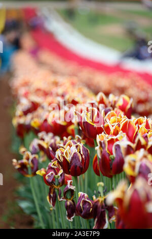Bunte Darstellung von Papageien-Tulpen Stockfoto