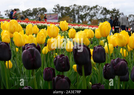 Spektakuläre Darstellung von Tulpen im Frühling Stockfoto