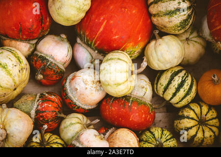 Herbst Hintergrund von verschiedenen bunten dekorative Kürbisse. Ansicht von oben. Stockfoto