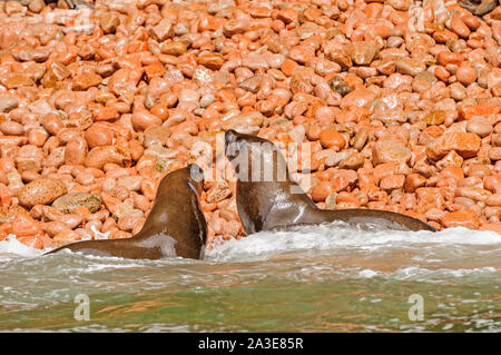 Südamerikanische Seebären auf den Islas Ballestas von Peru Stockfoto