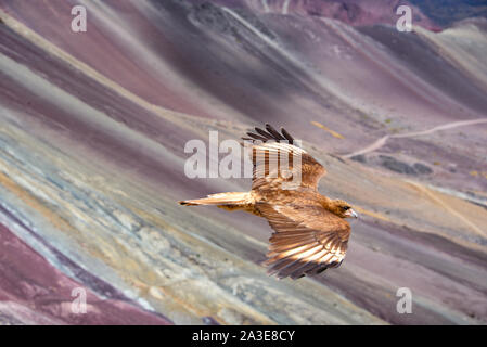 Juvenile Berg Karakara Vögel auf Vinicunca 'Rainbow Berg". Cusco, Peru Stockfoto