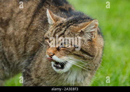 Die Schottische Wildkatze ist eine europäische Wildkatze Bevölkerung in Schottland. Stockfoto