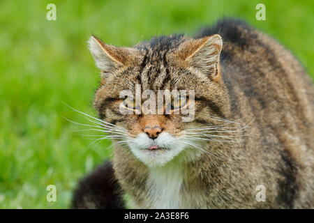 Die Schottische Wildkatze ist eine europäische Wildkatze Bevölkerung in Schottland. Stockfoto