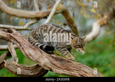 Die Schottische Wildkatze ist eine europäische Wildkatze Bevölkerung in Schottland. Stockfoto