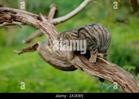 Die Schottische Wildkatze ist eine europäische Wildkatze Bevölkerung in Schottland. Stockfoto