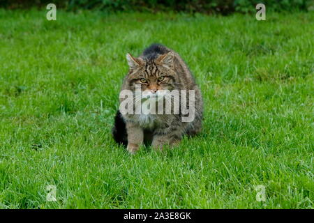 Die Schottische Wildkatze ist eine europäische Wildkatze Bevölkerung in Schottland. Stockfoto