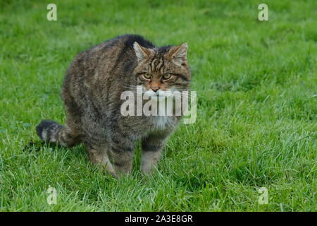 Die Schottische Wildkatze ist eine europäische Wildkatze Bevölkerung in Schottland. Stockfoto