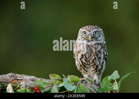 Die kleine Eule ist ein Vogel, lebt ein Großteil der gemäßigten und wärmeren Teile von Europa, Asien Ost nach Korea und Nord Afrika. Stockfoto