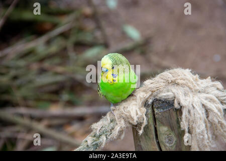 Eine grün-gelbe Wellensittich sitzt auf einem Seil, Melopsittacus Stockfoto