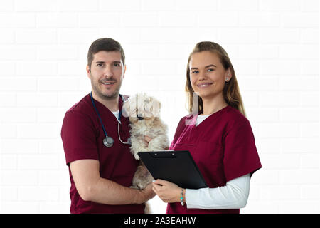 Freundliche Tierärztin und lächelnd Krankenschwester Holding kleiner Welpe Hund in der Tierklinik Stockfoto