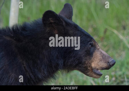 Ein Black Bear Cub (Ursus americanus) neben den Bow Valley Parkway, Banff National Park, Alberta, Kanada. Stockfoto