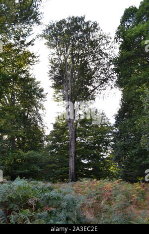 Eine große Buche im Knole Park, Kent. Viele Bäume wurden durch den Sturm von 1987 zerstört. Knole, Kent, wird vom National Trust verwaltet. Stockfoto