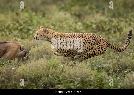 Tansania, Ngorongoro Conservation Area, Erwachsenen Geparden (Acinonyx jubatas) chasing down Gnus Kalb auf ndutu Plains Stockfoto