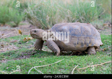 Bolson Schildkröte, (Gopherus flavomarginatus), Turner gefährdeten Arten Fund, New Mexico, USA. Stockfoto