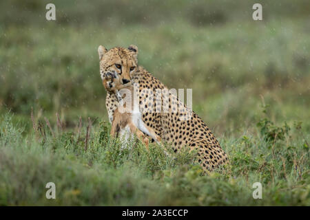 Tansania, Ngorongoro Conservation Area, Erwachsenen Geparden (Acinonyx jubatas) Klemmen nach unten auf Kehle von Thomson's Gazelle (Eudorcas thomsoniI) Kalb nach Su Stockfoto