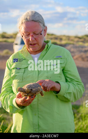 Bolson Schildkröte, (Gopherus flavomarginatus), Turner gefährdeten Arten Fund, New Mexico, USA. Stockfoto