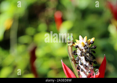 Portrait von Gold staubigen Tag gecko, Hawaii Stockfoto