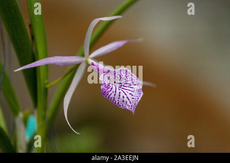 Lila und Weiß Morning Glory Orchidee x Brassocattleya blüht, wie es von einem Baum in den Tropen hängt. Stockfoto